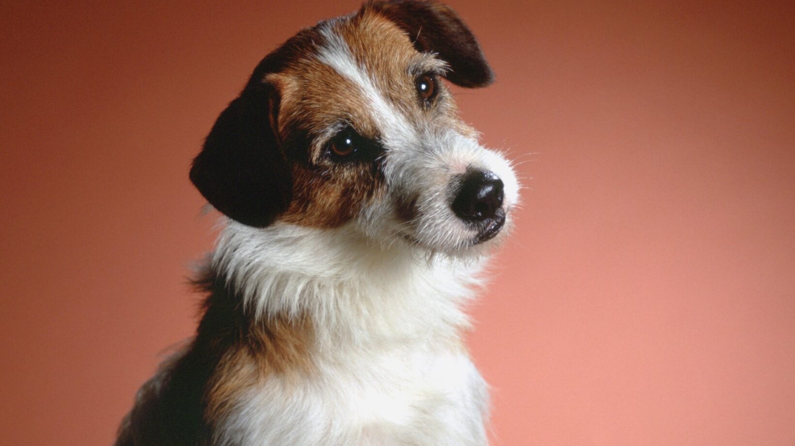 7 Scene-Stealing Dogs You Can Watch On Paramount+